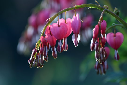 Close-up of dicentra spectabilis flowers blooming