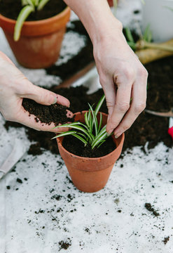 Woman planting a spider plant runner
