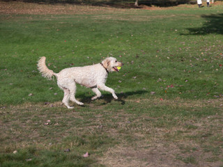 Dog running with tennis ball