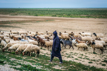 Shepherd near Kondar, Tunisia.