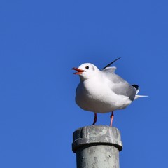 ユリカモメ、青空、千葉県市川市行徳鳥獣保護区