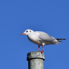 Obraz premium 青空、左足に青いカラーリングＪＥをつけたユリカモメ、千葉県市川市行徳鳥獣保護区