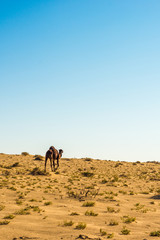 Dromedaries in Tunisia