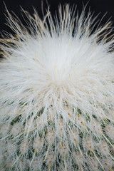 Obraz premium A huge variety of cacti in the cactus garden. Lanzarote. Canary Islands. Spain
