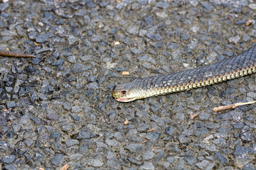 Black snake head