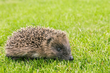 Fototapeta premium young European hedgehog - Erinaceus europaeus
