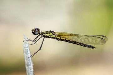 Image of Libellago lineata lineata dragonfly (Rhinocypha fenestrella) on dry branches. Family Chlorocyphidae. Insect. Animal,