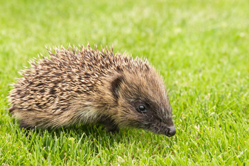 young European hedgehog foraging for food on grass in garden