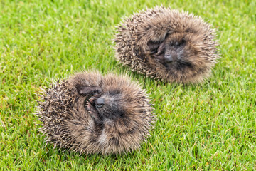 two hedgehogs rolled up into ball lying on grass
