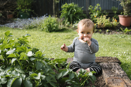 Baby eating garden vegetables in a backyard, New Zealand.