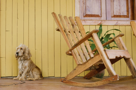 Cocker Spaniel Sitting On The Porch