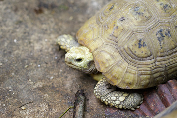 Image of Elongated tortoise Turtle(Indotestudo elongata) on the floor. reptile. Animals.