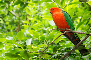 King Parrot