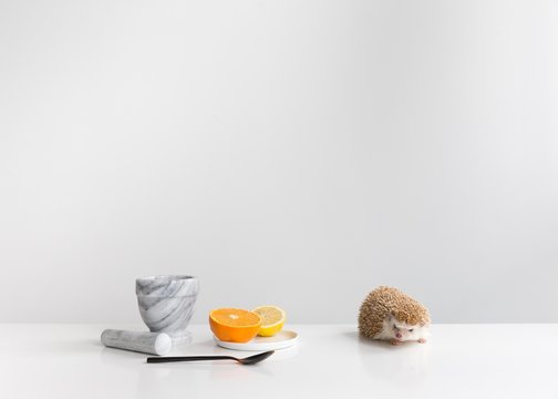 Hedgehog and cooking things