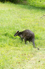 Wallaby vert