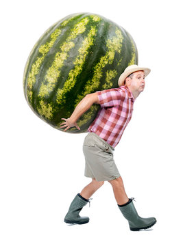 Funny gardener carrying a large watermelon. A farmer hold big water melon isolated on white background. Successful vegetable fruits grower. Large harvest of genetically modified foods.
