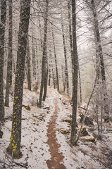 Winter Hiking Trekking trail in winter