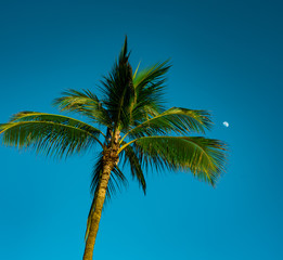 Palm Tree and Moon