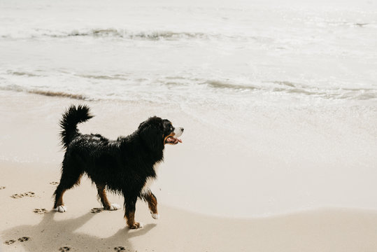 Dog at beach