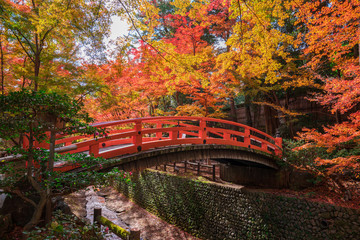京都　北野天満宮　もみじ苑の紅葉 © Route16