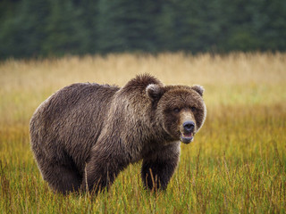 Obraz na płótnie Canvas Coastal brown bear, also known as Grizzly Bear (Ursus Arctos). South Central Alaska. United States of America (USA).