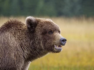 Schilderijen op glas Coastal brown bear, also known as Grizzly Bear (Ursus Arctos). South Central Alaska. United States of America (USA). © Roger de la Harpe