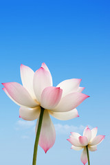 pink lotus with blue sky