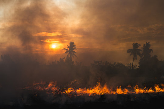 Sugarcane leaves burning in a field during sunset