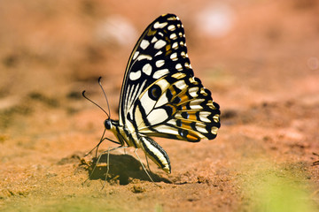 The lime butterfly