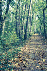 Obraz premium Gravel Walking and Bike Path Through the Forest