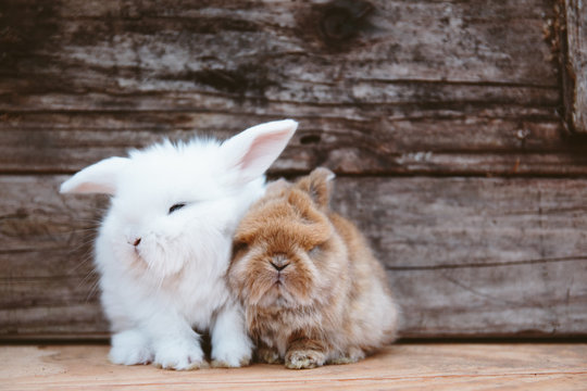 Cute bunny siblings squished together