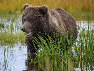 Fototapeta na wymiar Coastal brown bear, also known as Grizzly Bear (Ursus Arctos) cub feeding on grass. South Central Alaska. United States of America (USA).