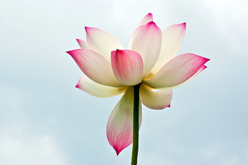 beautiful lotus on blue sky