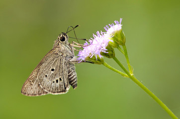 butterfly on blooming flower (lndian Plam Bob, Suastus gremius)