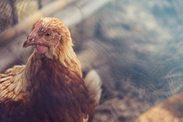 Close up Chicken eggs are in the cage on brown as a background.