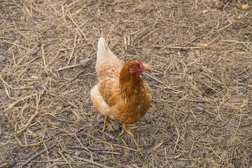 The chicken eggs is standing on the dry grass.