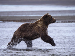 Coastal brown bear, also known as Grizzly Bear (Ursus Arctos) chasing silver salmon or coho salmon (Oncorhynchus kisutch). Cook Inlet. South Central Alaska. United States of America (USA).