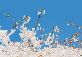 White whild cherry flowers against blue sky