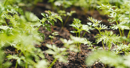 Green herb in farm