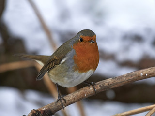 European robin (Erithacus rubecula