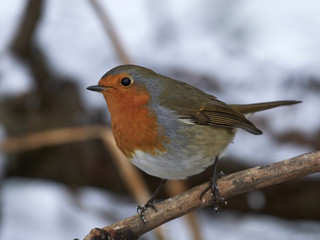 European robin (Erithacus rubecula