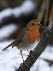 European robin (Erithacus rubecula