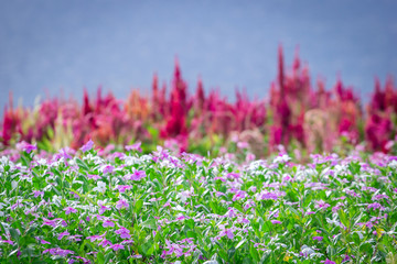 flower in garden