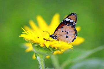 butterfly on flower