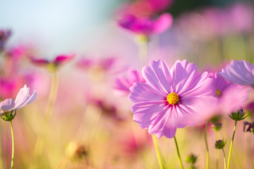 Cosmos flower close up on sunset background with soft selective focus