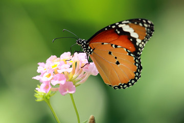 butterfly on flower