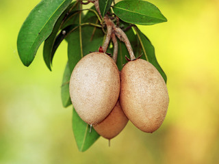 fresh sapodilla on tree