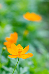 Orange cosmos flower