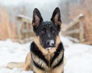 German Shepherd Dog in Snow