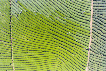 Aerial top view of  Tea Farm with Morning Sunlight in North of Thailand